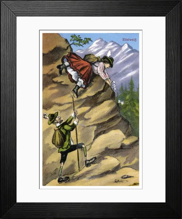 Framed Print : Edelweiss, late 19th or early 20th century(?)