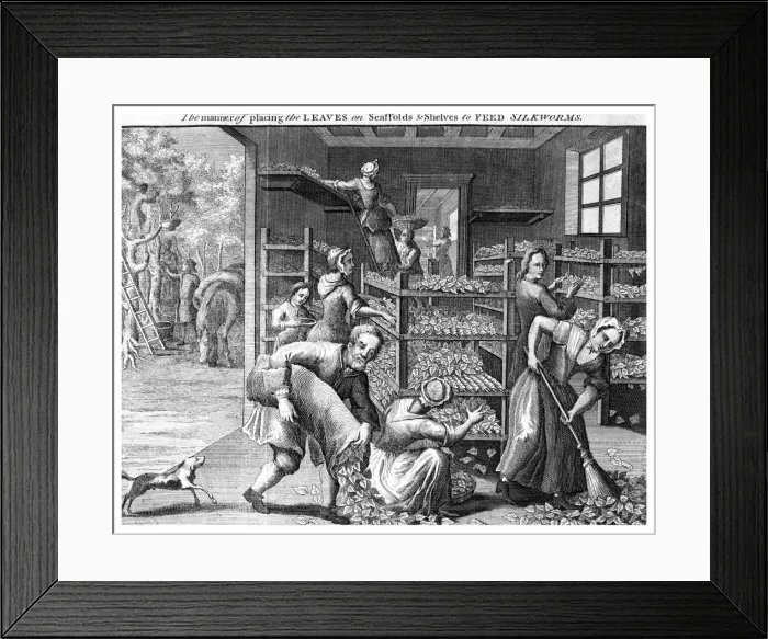 Framed Print : Feeding silkworms, 18th century(?) Framed Print : Feeding silkworms, 18th century(?)