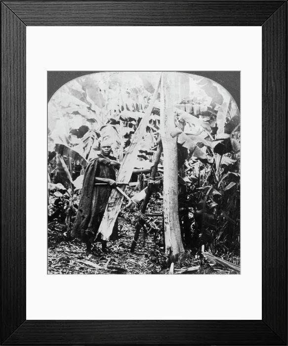 Framed Print : Peeling bark for making bark cloth, Uganda, late 19th or early 20th century. Artist: Keystone View Company Framed Print : Peeling bark for making bark cloth, Uganda, late 19th or early 20th century. Artist: Keystone View Company
