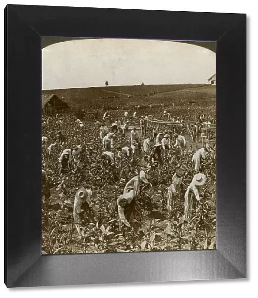 Tobacco field, Montpeller, Jamaica, 1900. Artist: Underwood & Underwood