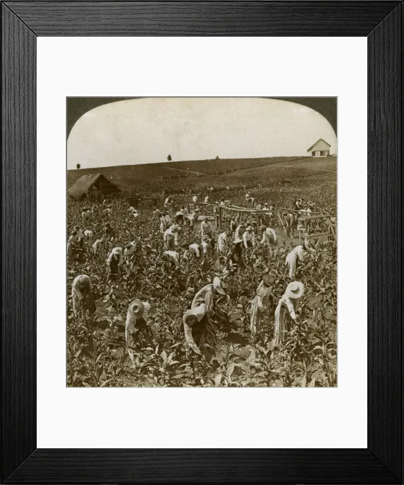 Framed Print : Tobacco field, Montpeller, Jamaica, 1900. Artist: Underwood & Underwood Framed Print : Tobacco field, Montpeller, Jamaica, 1900. Artist: Underwood & Underwood