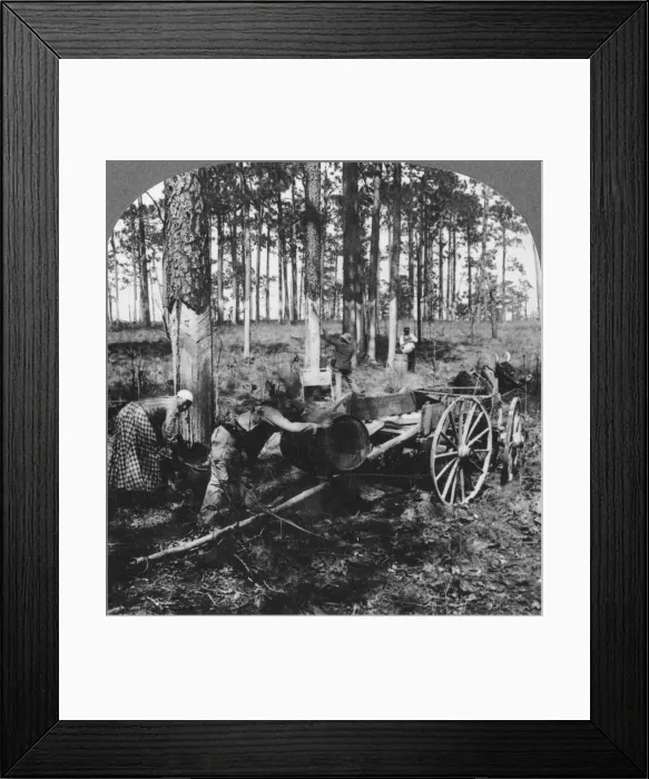 Framed Print : In a great pine forest, collecting turpentine, North Carolina, USA, late 19th or early 20th century. Artist: Keystone View Company Framed Print : In a great pine forest, collecting turpentine, North Carolina, USA, late 19th or early 20th century. Artist: Keystone View Company
