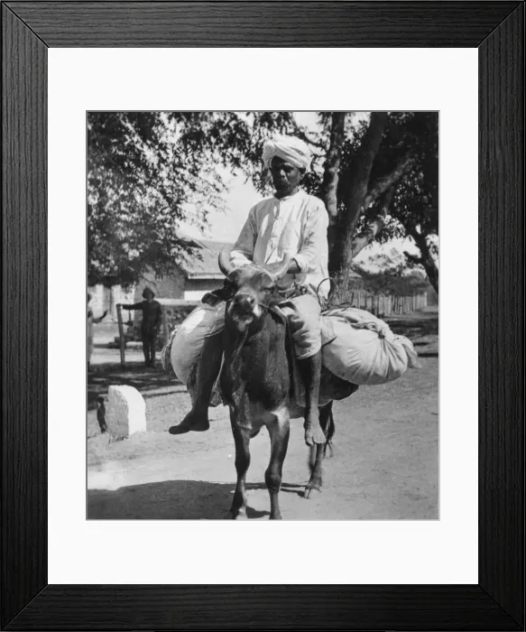 Framed Print : The laundry man, India, late 19th or early 20th century. Artist: Cavanders Ltd Framed Print : The laundry man, India, late 19th or early 20th century. Artist: Cavanders Ltd
