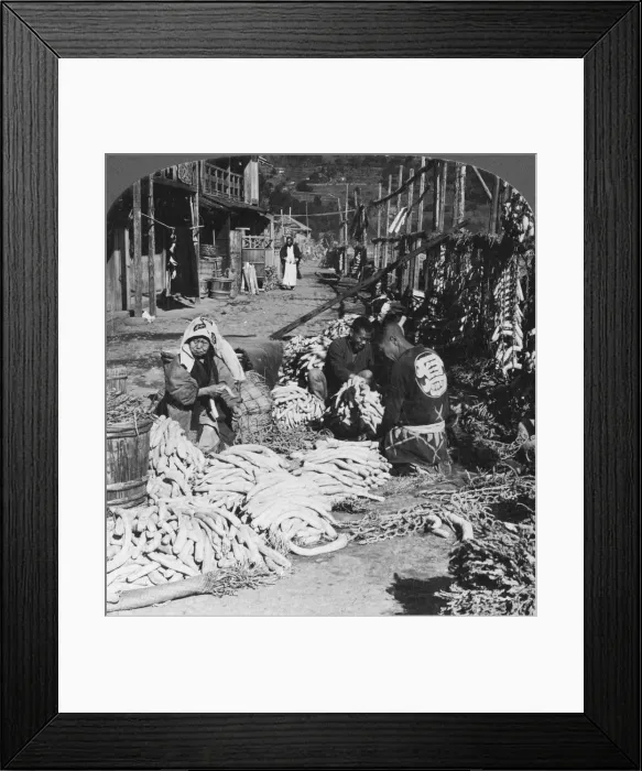 Framed Print : Sorting and packing daikon (Japanese radishes) on the waterfront, Atami, Japan, 1906. Artist: HC White Framed Print : Sorting and packing daikon (Japanese radishes) on the waterfront, Atami, Japan, 1906. Artist: HC White