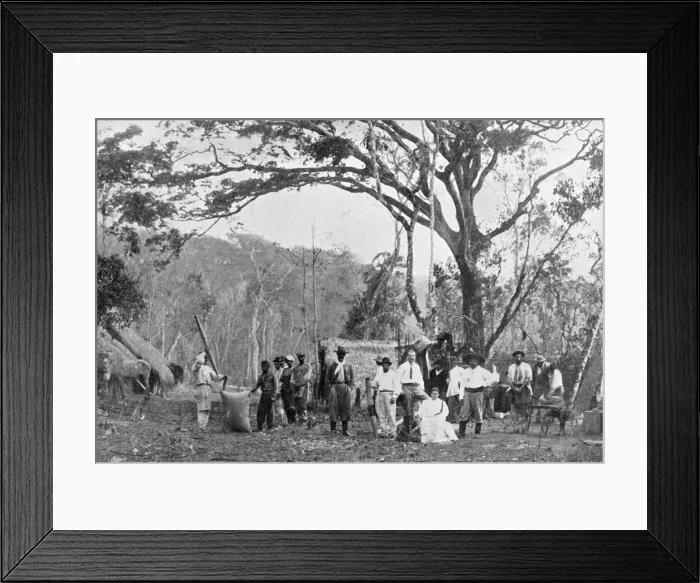 Framed Print : Paraguayan tea gathering, Paraguay, 1911 Framed Print : Paraguayan tea gathering, Paraguay, 1911
