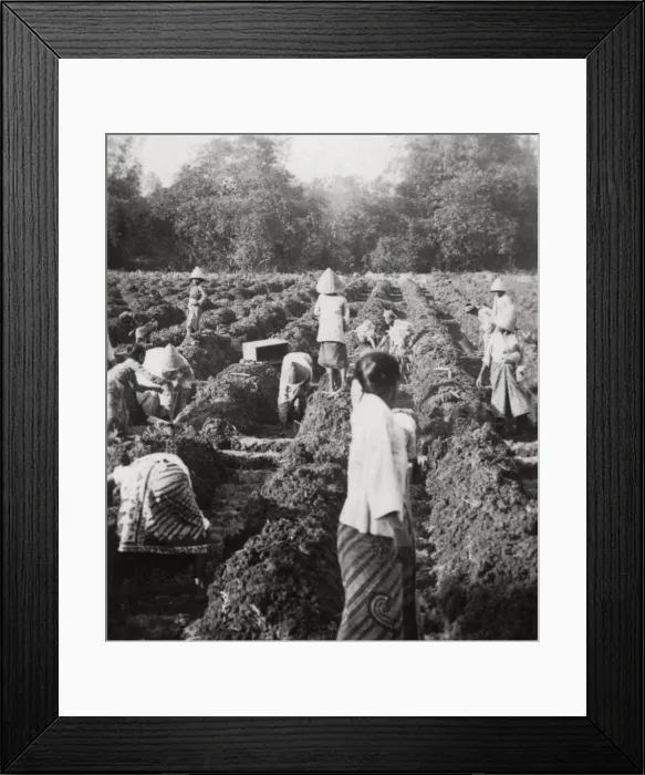 Framed Print : Preparing irrigation channels at a sugar plantation, Java, Dutch East Indies, 1927 Framed Print : Preparing irrigation channels at a sugar plantation, Java, Dutch East Indies, 1927
