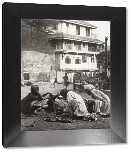 Shoeing a bullock, India, c1927-c1929