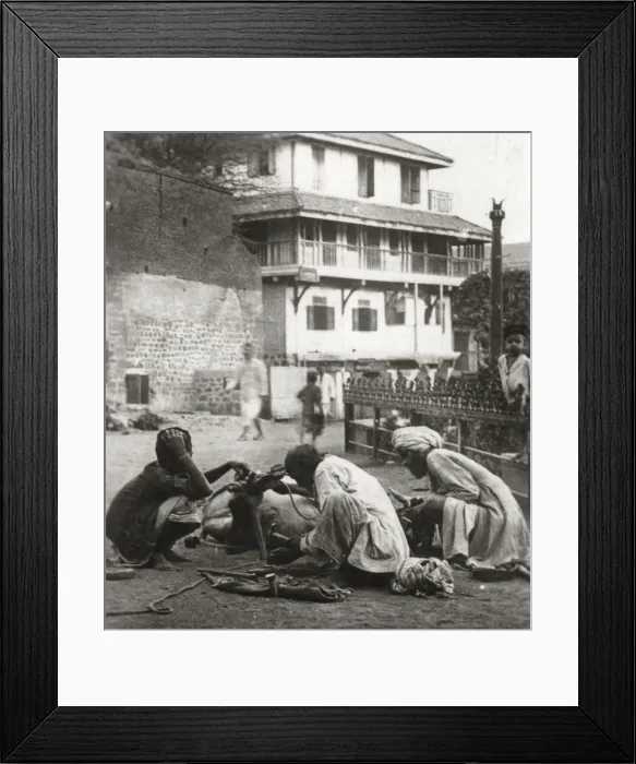Framed Print : Shoeing a bullock, India, c1927-c1929 Framed Print : Shoeing a bullock, India, c1927-c1929