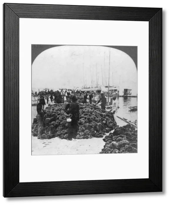 Framed Print : Sponge market, Key West harbour, Florida, USA, c1900(?). Artist: Keystone View Company Framed Print : Sponge market, Key West harbour, Florida, USA, c1900(?). Artist: Keystone View Company