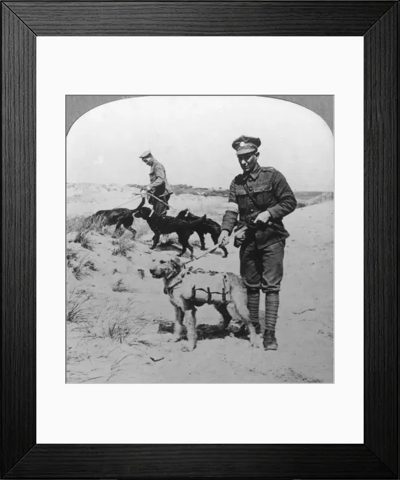 Framed Print : First aid dogs, World War I, c1914-c1918. Artist: Realistic Travels Publishers Framed Print : First aid dogs, World War I, c1914-c1918. Artist: Realistic Travels Publishers