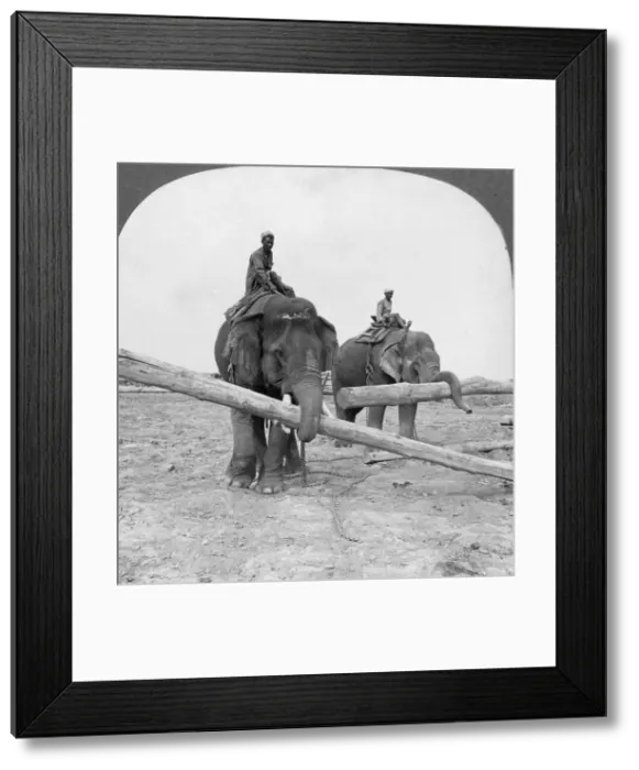 Framed Print : Elephants working in a lumber yard, Rangoon, Burma, 1908. Artist: Stereo Travel Co Framed Print : Elephants working in a lumber yard, Rangoon, Burma, 1908. Artist: Stereo Travel Co