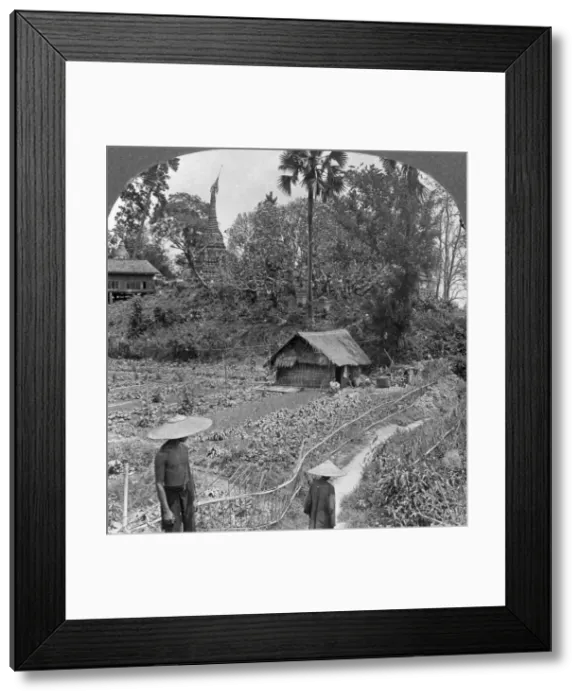 Framed Print : A vegetable garden amidst pagodas, Bhamo, Burma, 1908. Artist: Stereo Travel Co Framed Print : A vegetable garden amidst pagodas, Bhamo, Burma, 1908. Artist: Stereo Travel Co