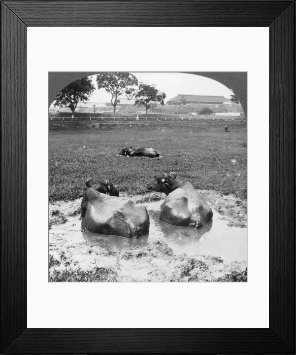 Framed Print : Buffalo wallow, Burma, 1908. Artist: Stereo Travel Co Framed Print : Buffalo wallow, Burma, 1908. Artist: Stereo Travel Co