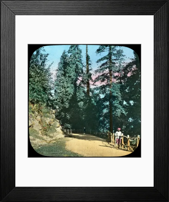 Framed Print : Forest, Murree, India, late 19th or early 20th century Framed Print : Forest, Murree, India, late 19th or early 20th century