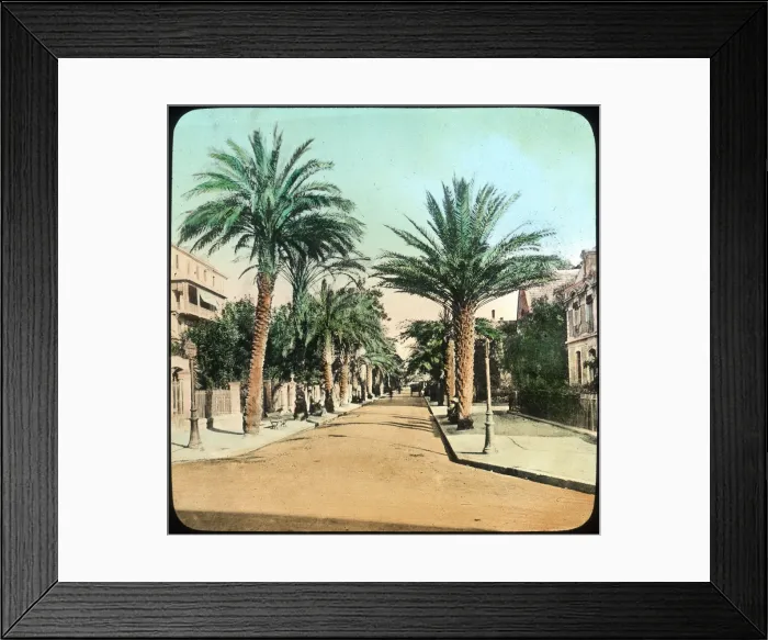 Framed Print : Avenue of Palms, Hyeres, France, late 19th or early 20th century Framed Print : Avenue of Palms, Hyeres, France, late 19th or early 20th century