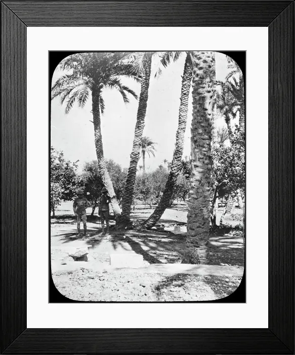 Framed Print : General Gordons Garden, Khartoum, Sudan, c1890. Artist: Newton & Co Framed Print : General Gordons Garden, Khartoum, Sudan, c1890. Artist: Newton & Co