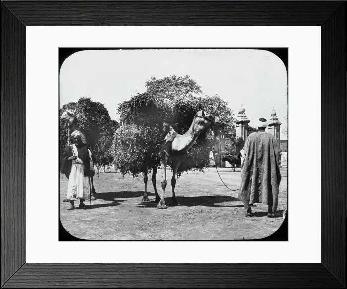 Framed Print : Camels carrying fodder, Egypt, c1890. Artist: Newton & Co Framed Print : Camels carrying fodder, Egypt, c1890. Artist: Newton & Co
