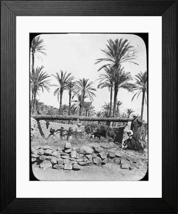 Framed Print : Water wheel, Egypt, c1890. Artist: Newton & Co Framed Print : Water wheel, Egypt, c1890. Artist: Newton & Co