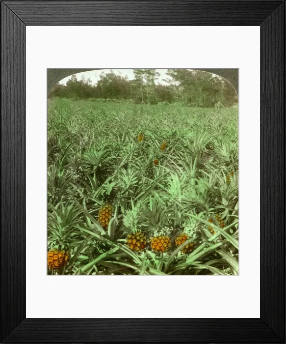 Framed Print : Where the luscious pineapple grows, Florida, USA, 1896. Artist: Underwood & Underwood Framed Print : Where the luscious pineapple grows, Florida, USA, 1896. Artist: Underwood & Underwood