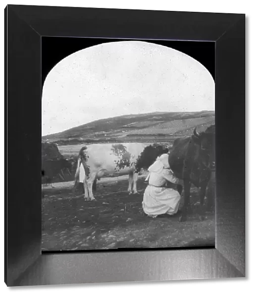 Milking, late 19th or early 20th century