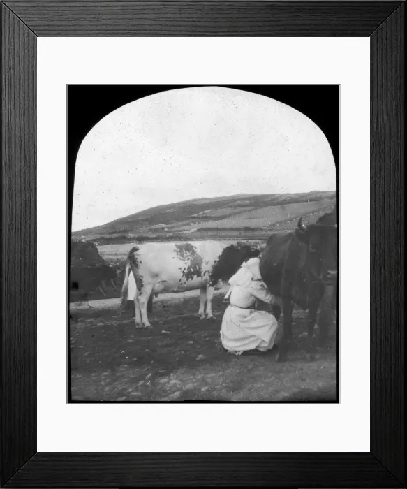 Framed Print : Milking, late 19th or early 20th century Framed Print : Milking, late 19th or early 20th century
