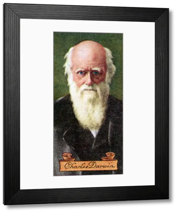Framed Print : Charles Darwin, taken from a series of cigarette cards, 1935 Framed Print : Charles Darwin, taken from a series of cigarette cards, 1935