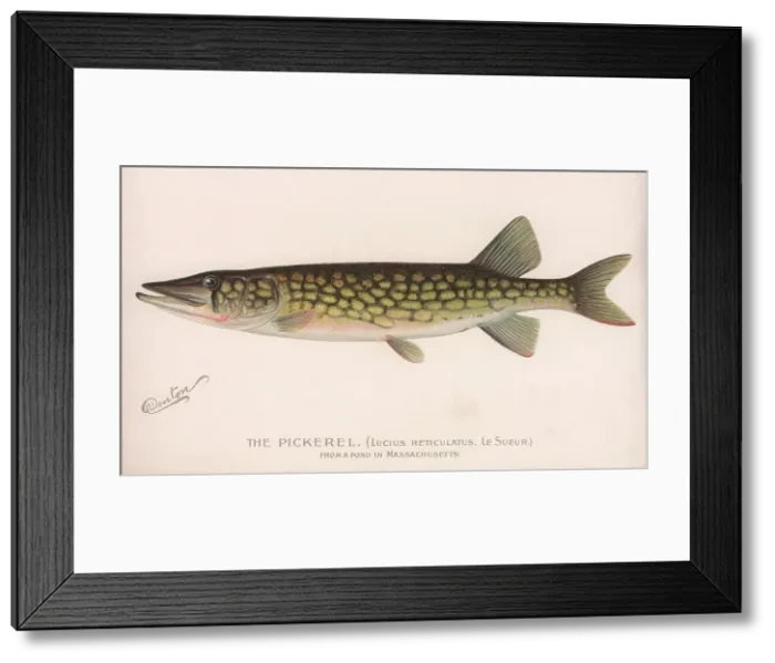 Framed Print : The Pickerel (Lucius Reticulatus. Le Sueur. ), c. 1920s Framed Print : The Pickerel (Lucius Reticulatus. Le Sueur. ), c. 1920s