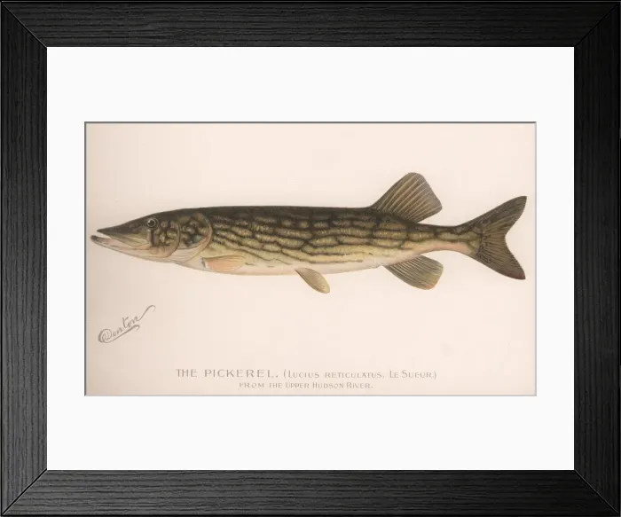 Framed Print : The Pickerel (Lucius Reticulatus. Le Sueur), c. 1920s Framed Print : The Pickerel (Lucius Reticulatus. Le Sueur), c. 1920s