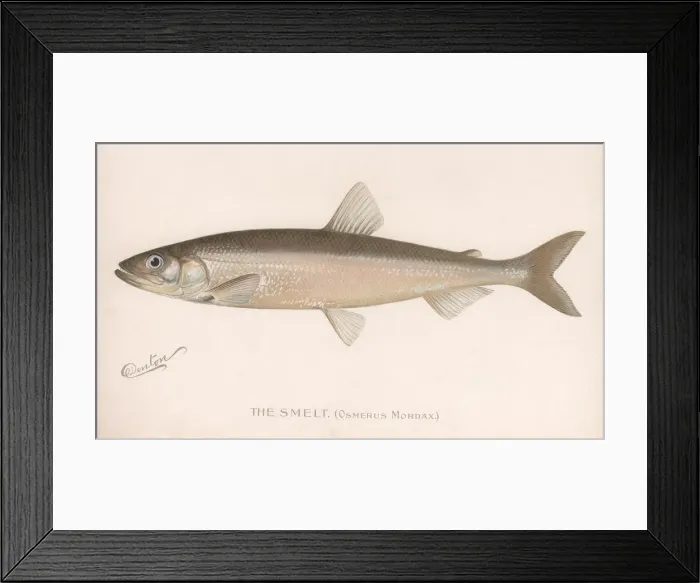 Framed Print : The Smeet (Osmerus Mordax. ), c. 1920s Framed Print : The Smeet (Osmerus Mordax. ), c. 1920s