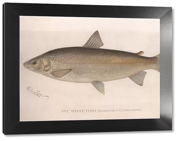 The White Fish (Coregonus Clupeiformis), c. 1920s