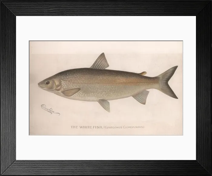 Framed Print : The White Fish (Coregonus Clupeiformis), c. 1920s Framed Print : The White Fish (Coregonus Clupeiformis), c. 1920s