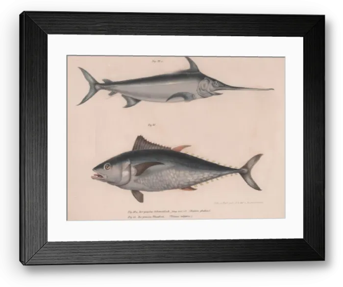 Framed Print : Swordfish (Hiphias gladius), Thinnus bulgaris, c. 1850s Framed Print : Swordfish (Hiphias gladius), Thinnus bulgaris, c. 1850s