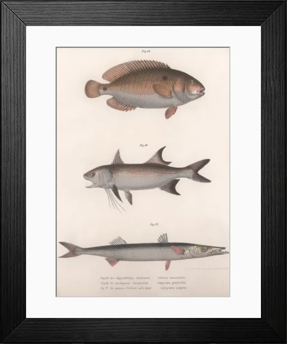 Framed Print : Two-spot Bimaculus, African Redfin, Common Barracuda, c. 1850s Framed Print : Two-spot Bimaculus, African Redfin, Common Barracuda, c. 1850s