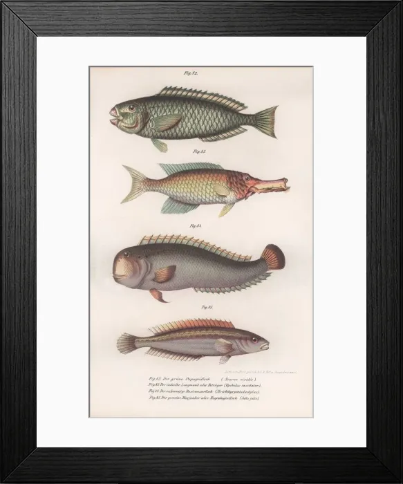 Framed Print : Green Parrotfish. Indian longmouth, Rasirnesser, Wrasse, c. 1850s Framed Print : Green Parrotfish. Indian longmouth, Rasirnesser, Wrasse, c. 1850s