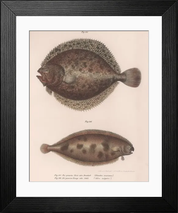Framed Print : Turbot, (Rhombus maximus), Common Sole (Solea vulgaris), c. 1850s Framed Print : Turbot, (Rhombus maximus), Common Sole (Solea vulgaris), c. 1850s