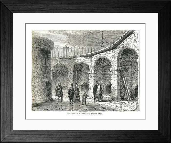 Framed Print : The Tower Managerie, 1878. Artist: Walter Thornbury Framed Print : The Tower Managerie, 1878. Artist: Walter Thornbury