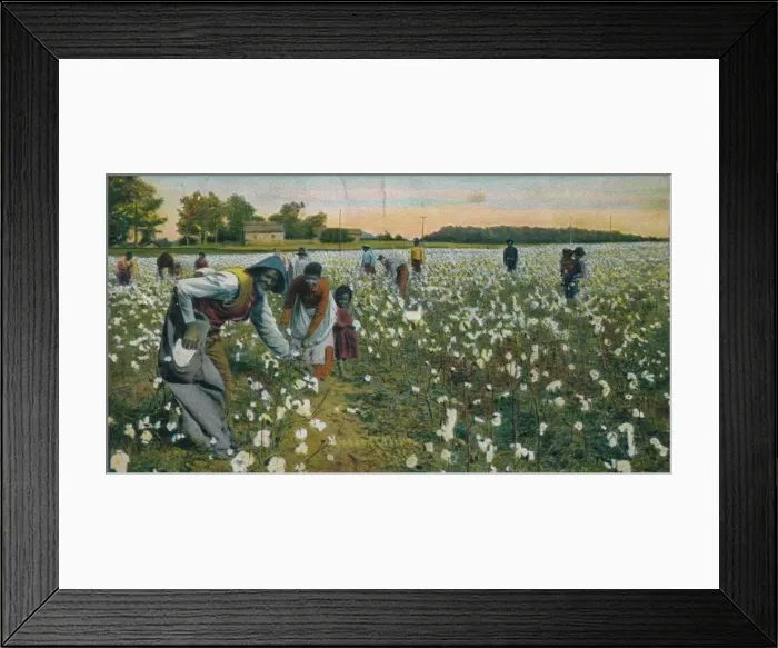 Framed Print : Cotton Picking, Augusta, Georgia, c1900 Framed Print : Cotton Picking, Augusta, Georgia, c1900