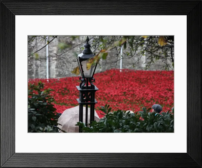 Framed Print : Blood Swept Lands and Seas of Red, Tower of London, 2014. Artist: Sheldon Marshall Framed Print : Blood Swept Lands and Seas of Red, Tower of London, 2014. Artist: Sheldon Marshall