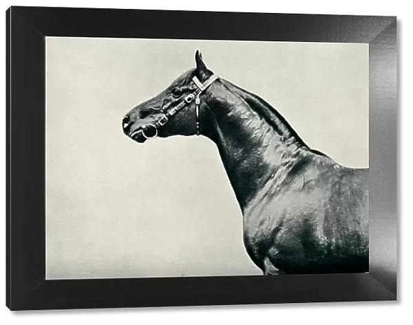 The head of thoroughbred racehorse, Radium, c1910