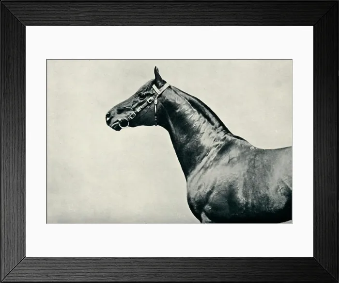 Framed Print : The head of thoroughbred racehorse, Radium, c1910 Framed Print : The head of thoroughbred racehorse, Radium, c1910