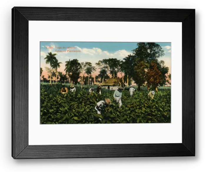 Framed Print : Cuba: Vega de tabaco. Tobacco Plantation, c1900 Framed Print : Cuba: Vega de tabaco. Tobacco Plantation, c1900
