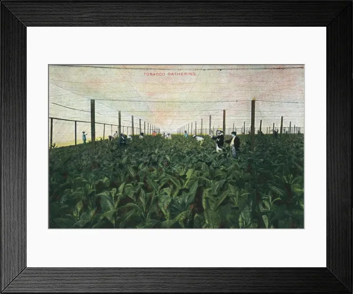Framed Print : Tobacco Gathering, 1900 Framed Print : Tobacco Gathering, 1900