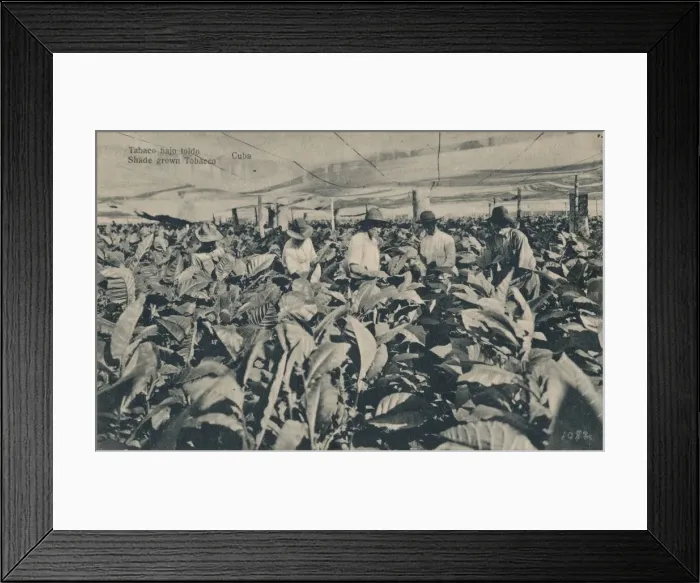 Framed Print : Tabaco bajo toldo. Shade grown Tobacco - Cuba, c1900 Framed Print : Tabaco bajo toldo. Shade grown Tobacco - Cuba, c1900