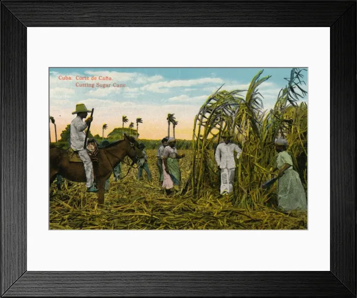 Framed Print : Cuba: Corte de Cana. Cutting Sugar Cane, c1910