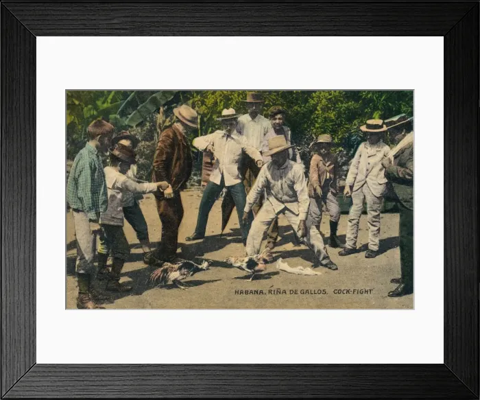 Framed Print : Habana. Rina de Gallos. Cock-fight, c. 1900s Framed Print : Habana. Rina de Gallos. Cock-fight, c. 1900s