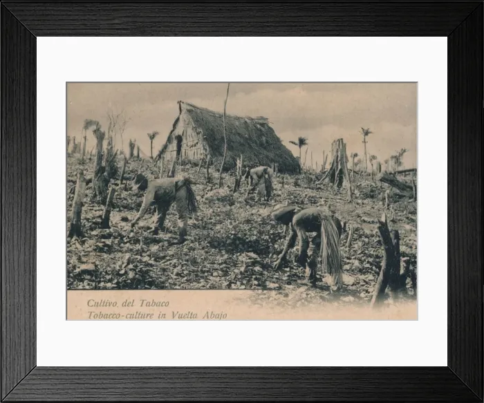 Framed Print : Cultivo del Tabaco. Tobacco-culture in Vuelta Abajo, c1900 Framed Print : Cultivo del Tabaco. Tobacco-culture in Vuelta Abajo, c1900