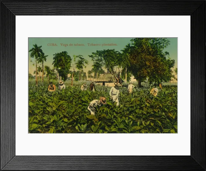 Framed Print : Cuba. Vega de tabaco. Tobacco plantation, c1920s Framed Print : Cuba. Vega de tabaco. Tobacco plantation, c1920s
