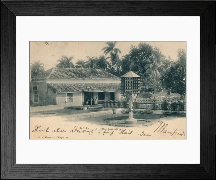 Framed Print : Coffee plantation, c1900 Framed Print : Coffee plantation, c1900