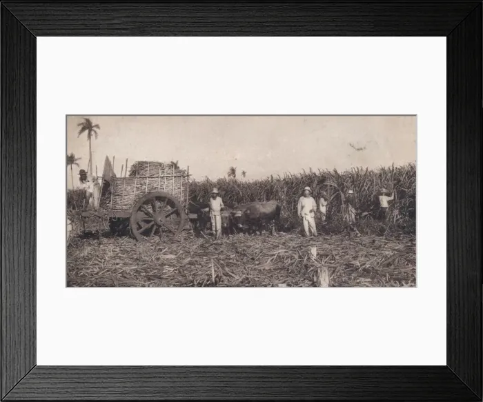 Framed Print : Corte de Canna. - Gathering Sugarcane. Cuba, c1900 Framed Print : Corte de Canna. - Gathering Sugarcane. Cuba, c1900