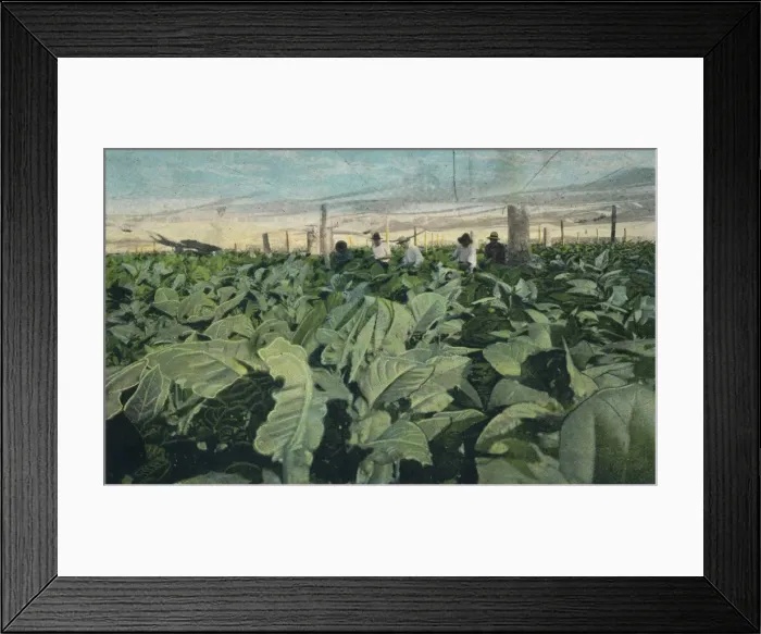 Framed Print : Growing Tobacco, Cuba, 1909 Framed Print : Growing Tobacco, Cuba, 1909